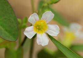 Image result for Oxalis barrelieri