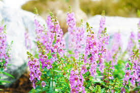 Angelonia Goyazensis Images Free Vectors Stock Photos Psd