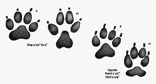 Dog Vs Coyote Paw Print Grey Fox Vs Red Fox Tracks Hd Png Download Kindpng Find stockbilleder af repeating pattern grey paw print coral i hd og millionvis af andre royaltyfri stockbilleder, illustrationer og vektorer i shutterstocks samling. dog vs coyote paw print grey fox vs