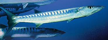 The atmosphere is like a california taco stand. California Barracuda Online Learning Center Aquarium Of The Pacific
