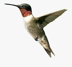 Just type a question and find out the. Hummingbird Clip Art Do Birds Google Feud Answers Free Transparent Clipart Clipartkey