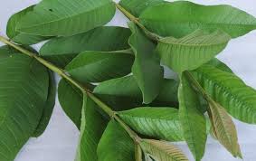 Buah yang mengandung serat tinggi ini daun jambu biji tidak hanya terkenal dengan khasiatnya yang dapat menyembuhkan berbagai penyakit secara alami, namun daun jambu biji juga. 12 Manfaat Daun Jambu Biji Bisa Untuk Perawatan Wajah Dan Rambut Rumah123 Com