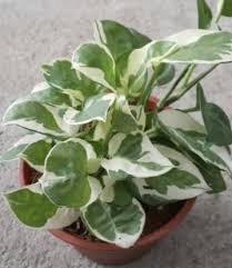 Money plant care instructions are easy and straightforward. Green Fingers Money Plant Price In India Buy Green Fingers Money Plant Online At Flipkart Com