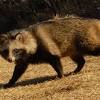While the raccoon may not have rabies, there's no way to be sure. 1