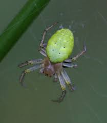 We did not find results for: Cucumber Green Orb Spider Naturespot