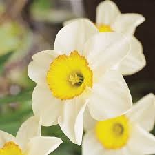 Narcissus 39 Sempre Avanti 39 Is An Exquisite Daffodil Featuring Charming Creamy White Petals Surrounding An Orange Cup Ad Daffodils Narcissus Bulb Flowers
