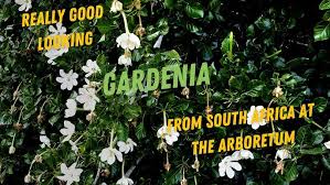 Image result for Gardenia cornuta