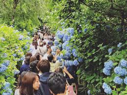 Hydrangeas are well known for their large, colorful blossoms, and can be found growing in many areas of the world. The Best Places To See Hydrangea In Kamakura Globoloko