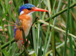 Black and white, with long tail, a white rumped shama? Birds