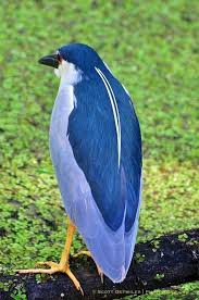 Pin By Mustafa Kara On Fugle In 2020 Nature Birds Beautiful Birds Colorful Birds