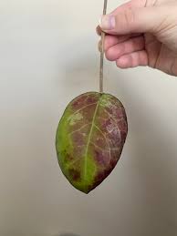 Rare Hoya Joy Splash Cutting Etsy Ireland