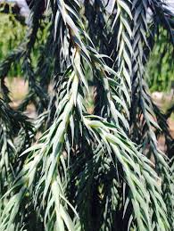 Image result for Huperzia bampsiana