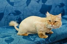 Longhaired cats are prone to several health. Can I Shave My Cat To Get Rid Of Fleas