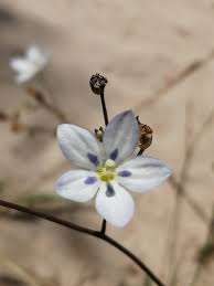 Image result for Wahlenbergia capitata