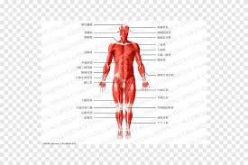 In this image, you will find frontalis, orbicularis oculi, zygomaticus, masseter, orbicularis oris, sternocleidomasteoid, deltoid, pectoralis major, biceps brachii, iliopsoas, adductor longus, gastrocnemius. Human Body Anatomy Muscle Muscular System Human Skeleton Galea Human Fictional Character Png Pngegg
