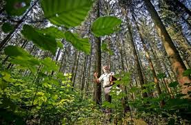 Sonntag nachmittag ausflug zum hardy pfad.der hardy pfad ist mit kindern auf jeden fall zu empfehlen und bringt jung und alt spaß. Ausflugstipps Walderlebnispfad Hardy Pfad Im Hardtwald Uber Stock Und Stein Auf Stamm Und Steg Landkreis Ludwigsburg Stuttgarter Zeitung