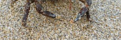 Image result for Dignathia gracilis