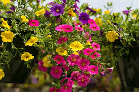 Maybe you would like to learn more about one of these? Petunii Colorate De Balcon GrÄƒdini Ornamentale Plante Flori