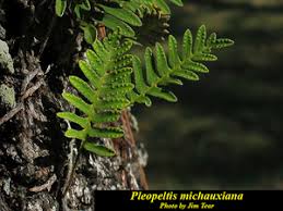 Image result for Pleopeltis