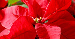 So for more information, you can read this 03 steps to get care of poinsettia plants in your home garden: How To Grow And Care For Poinsettia Lovethegarden