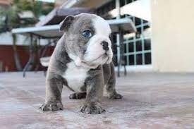 Akc Blue Trindle Brindle English Bulldog Pups English Bulldog Puppies Bulldog Puppies Brindle English Bulldog