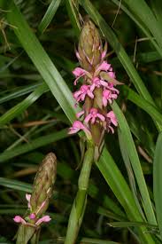Image result for Satyrium macrophyllum