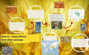 A cactus is designed to survive in the desert. Adaptation Cactus Wrens By Alyssa Joanne