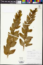 Image result for Clutia