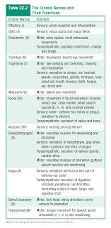 The Cranial Nerves And Their Functions Cranial Nerves Cranial Nerves Function Cranial Nerves Mnemonic