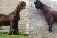The Damascus goat. Looks like Chunk from the Goonies is breeding ...