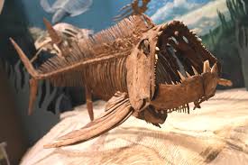 Growing up to 15-20 feet in length, the 100 million year-old monster fish  Xiphactinus (Zai-FAK-tuh-nuhs) can be compared to a super-sized barracuda  with a sleek, elongated body built for speed, and an