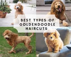 The english cream golden retriever is what makes our teddy bear goldendoodles so. Best Types Of Goldendoodle Haircuts We Love Doodles