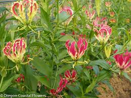 Image result for Gloriosa