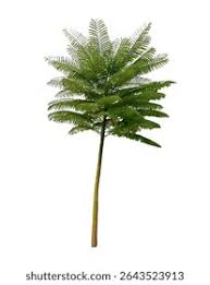 Image result for Schizolobium parahyba