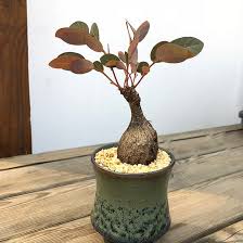 Image result for Phyllanthus beillei