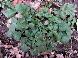 Avens, (genus geum), genus of about 50 species of perennial flowering plants in the rose family (rosaceae). Wood Avens Herb Bennet Colewort St Benedicts Herb Geum Urbanum