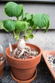 Image result for Cyphostemma congestum