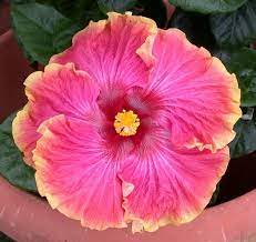Maybe you would like to learn more about one of these? Pink Hibiscus Flower Hibiscus Plant Rose Seeds Flowers Perennials