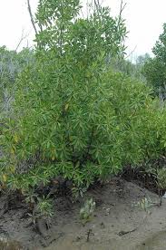 Image result for Bruguiera