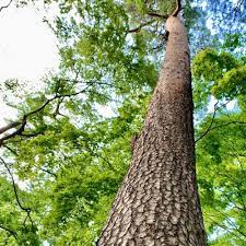 バーク堆肥の使い方｜特徴や効果は？マルチングに使える？デメリットもあるの？｜🍀GreenSnap（グリーンスナップ） さん