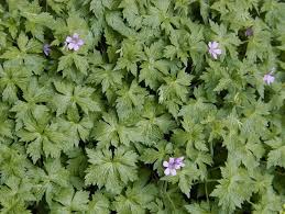 Image result for Geranium aculeolatum