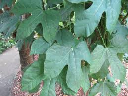 Cha De Canela De Velho Beneficios E Maleficios Fantastico Beneficios Da Chaya Plantas Medicinais E Cultura Popular Plant Leaves Plants Leaves