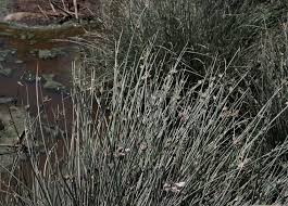 Image result for Cyperus laevigatus