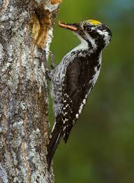 Image result for Tridactyle