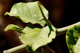 Image result for Balanites maughamii