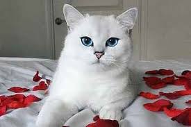 12 times coby the cat was the most beautiful cat on instagram beautiful cats beautiful cat images cats
