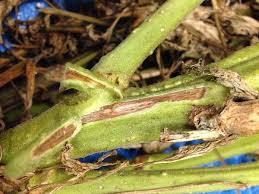 Image result for tomato seedling fusarium wilt