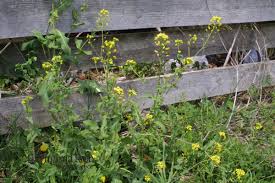 Image result for Brassica rapa