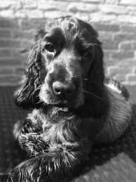 Black And Tan Cocker Spaniel Puppies For Sale Scotland English Cocker Spaniel Pup Cocker Spaniel Dog Cocker Spaniel English Cocker Spaniel