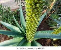 Image result for Aloe spicata
